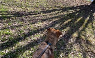 Jean B.'s photo of camping with pets at Plum Good Campground near Shinglehouse, PA