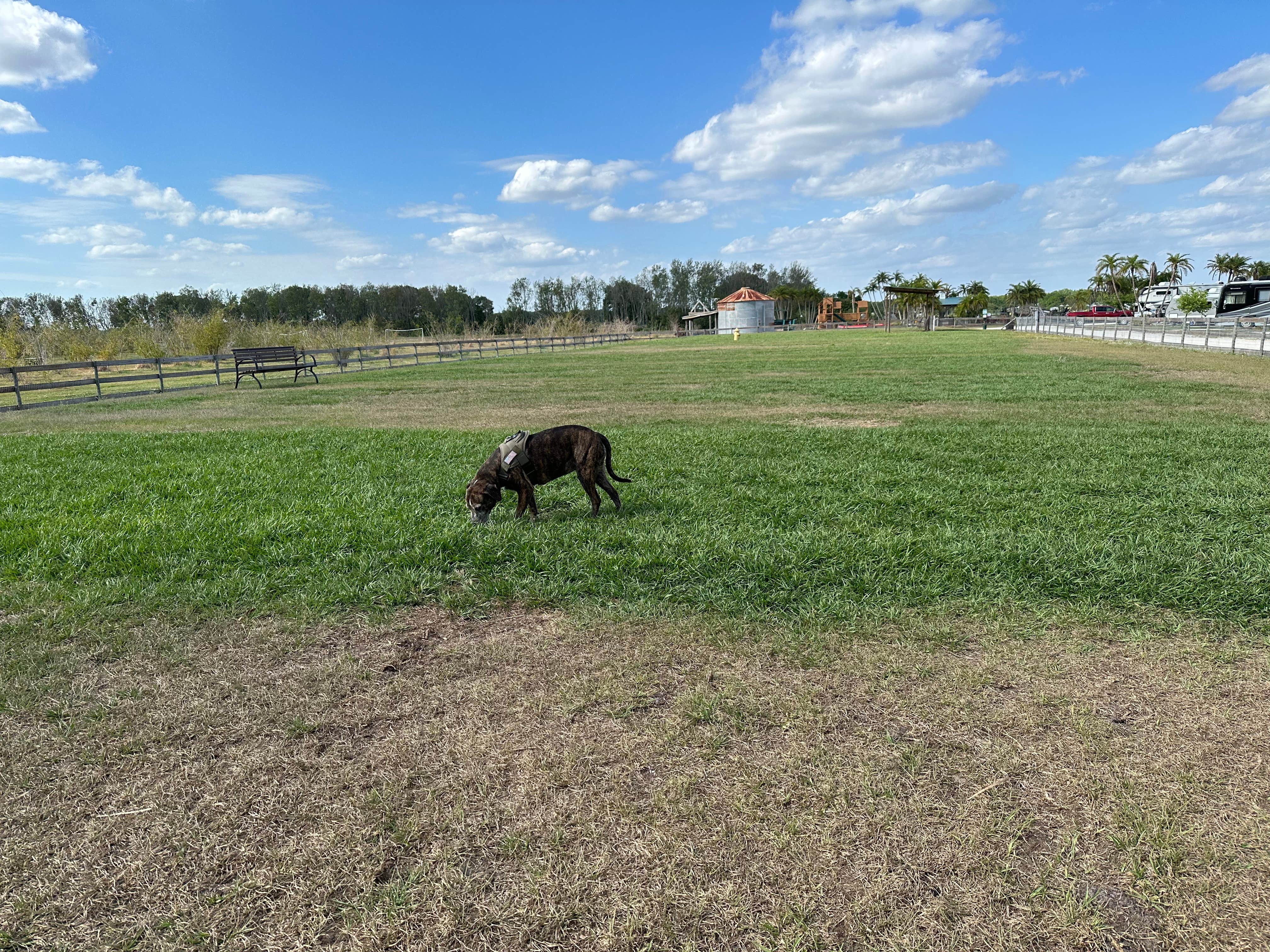 Tim H.'s photo of camping with pets at Bradenton / Hunsader Farms KOA near Englewood, FL