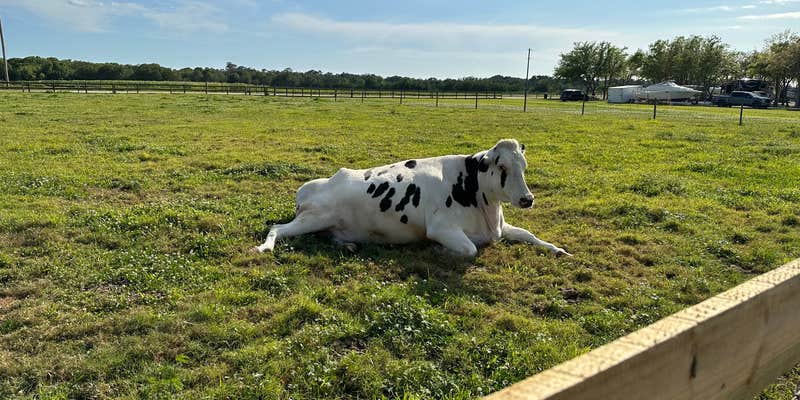 Camper submitted image from Bradenton / Hunsader Farms KOA