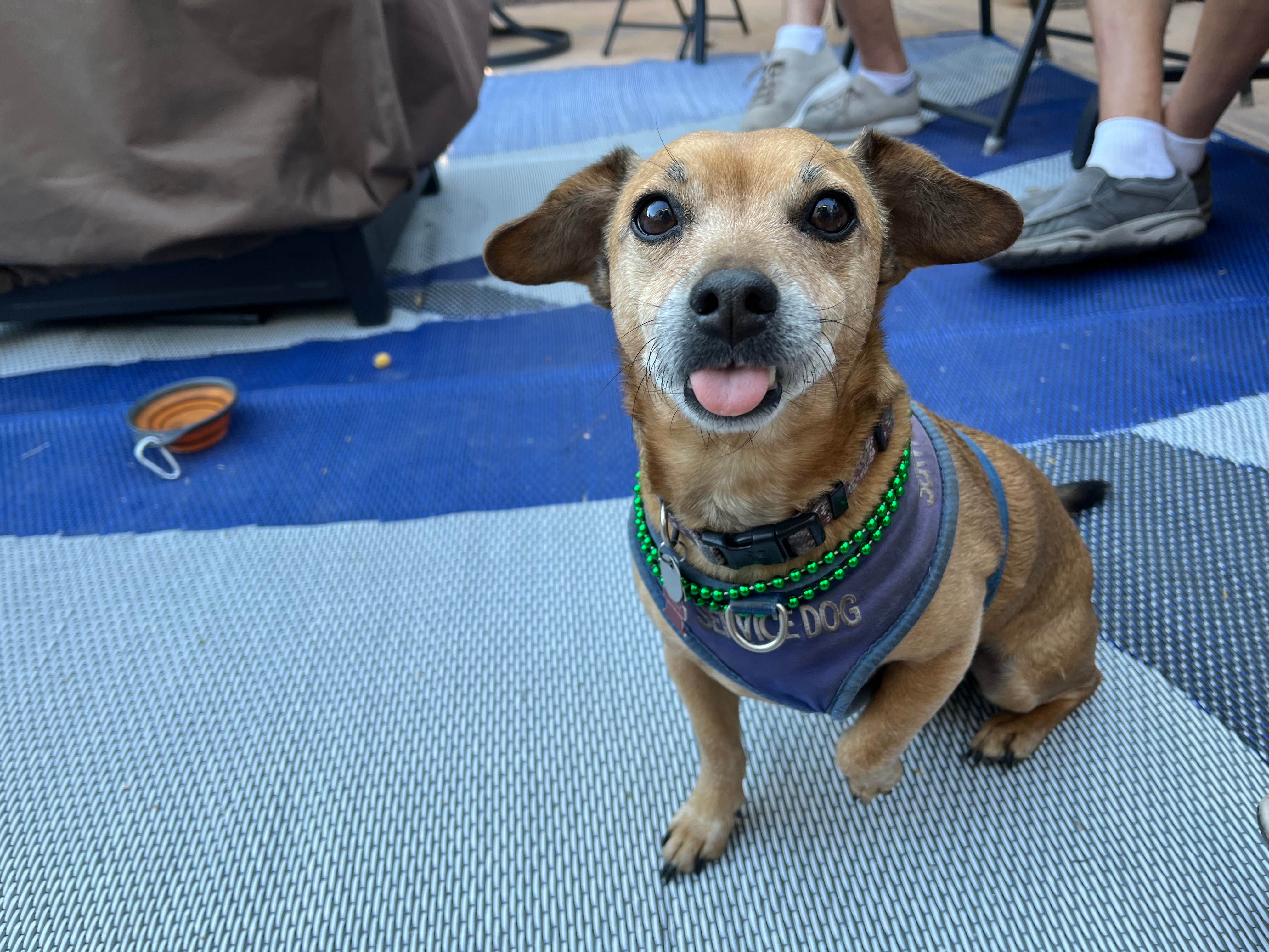 Tracy M.'s photo of camping with pets at Encore Suni Sands near Yuma, AZ