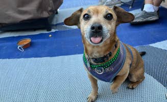 Tracy M.'s photo of camping with pets at Encore Suni Sands near Winterhaven, CA