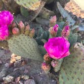 Review photo of Encore Suni Sands by Tracy M., March 19, 2023