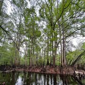 Review photo of Dogwood Campground — O'Leno State Park by Kiva R., March 18, 2023