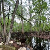 Review photo of O'leno State Park Campground by Kiva R., March 18, 2023