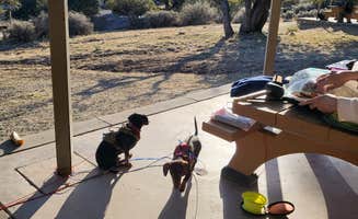 Rachel C.'s photo of camping with pets at Aquirre Springs Campground near Cibola National Forest and National Grasslands