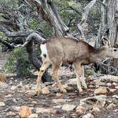 Review photo of Mather Campground — Grand Canyon National Park by Neil T., March 20, 2023