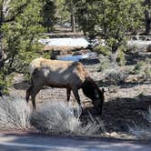 Review photo of Mather Campground — Grand Canyon National Park by Neil T., March 20, 2023