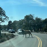 Review photo of Mather Campground — Grand Canyon National Park by Neil T., March 20, 2023