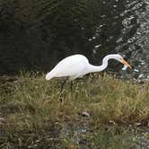 Review photo of Lake Fausse Pointe State Park Campground by Kelly M., September 29, 2018