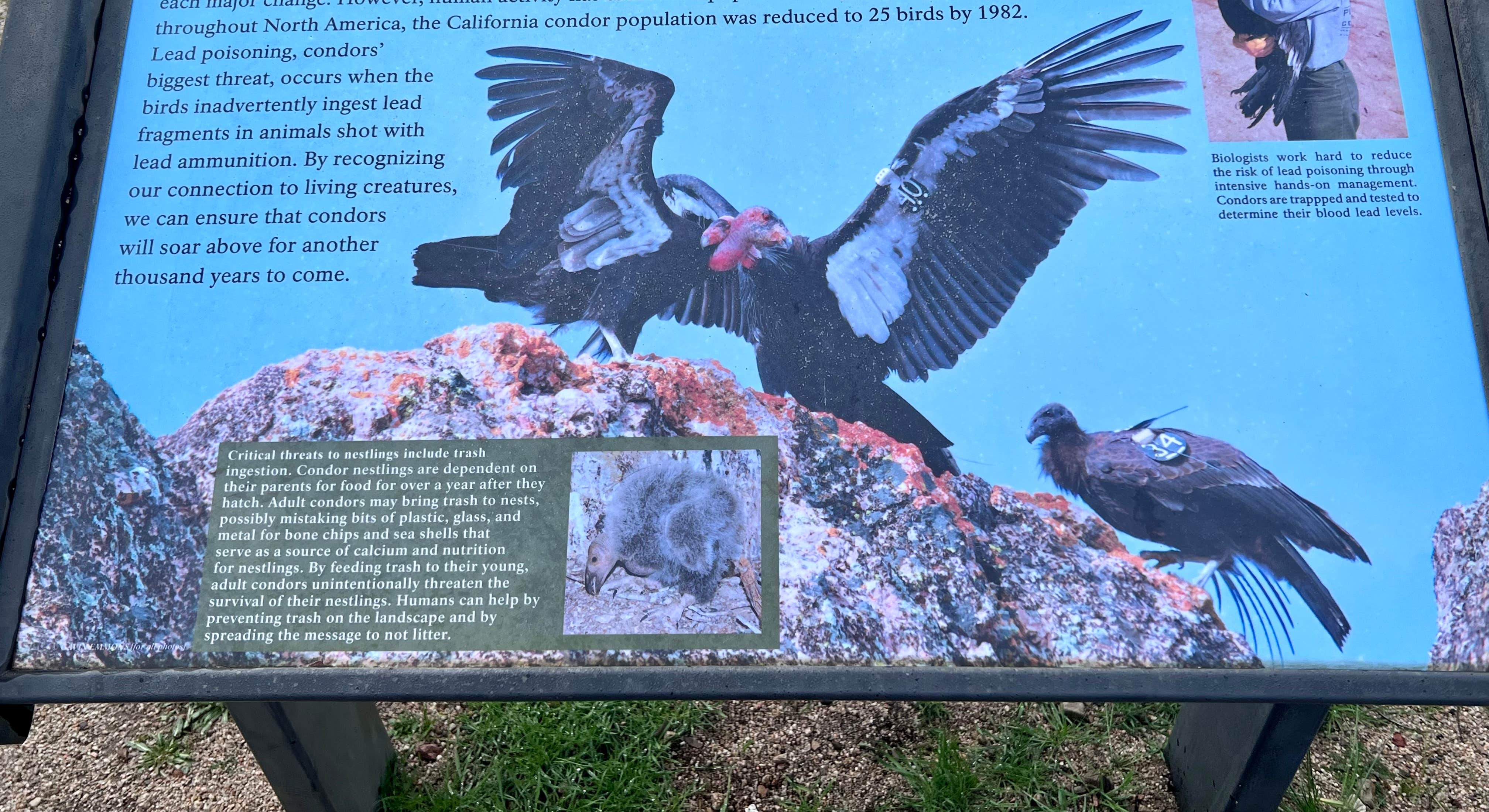 Condors Park Sign near Pinnacles Campground in Pinnacles National Park
