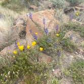 Review photo of Saddle Mountain BLM (Tonopah, AZ) by Jamie C., March 23, 2023