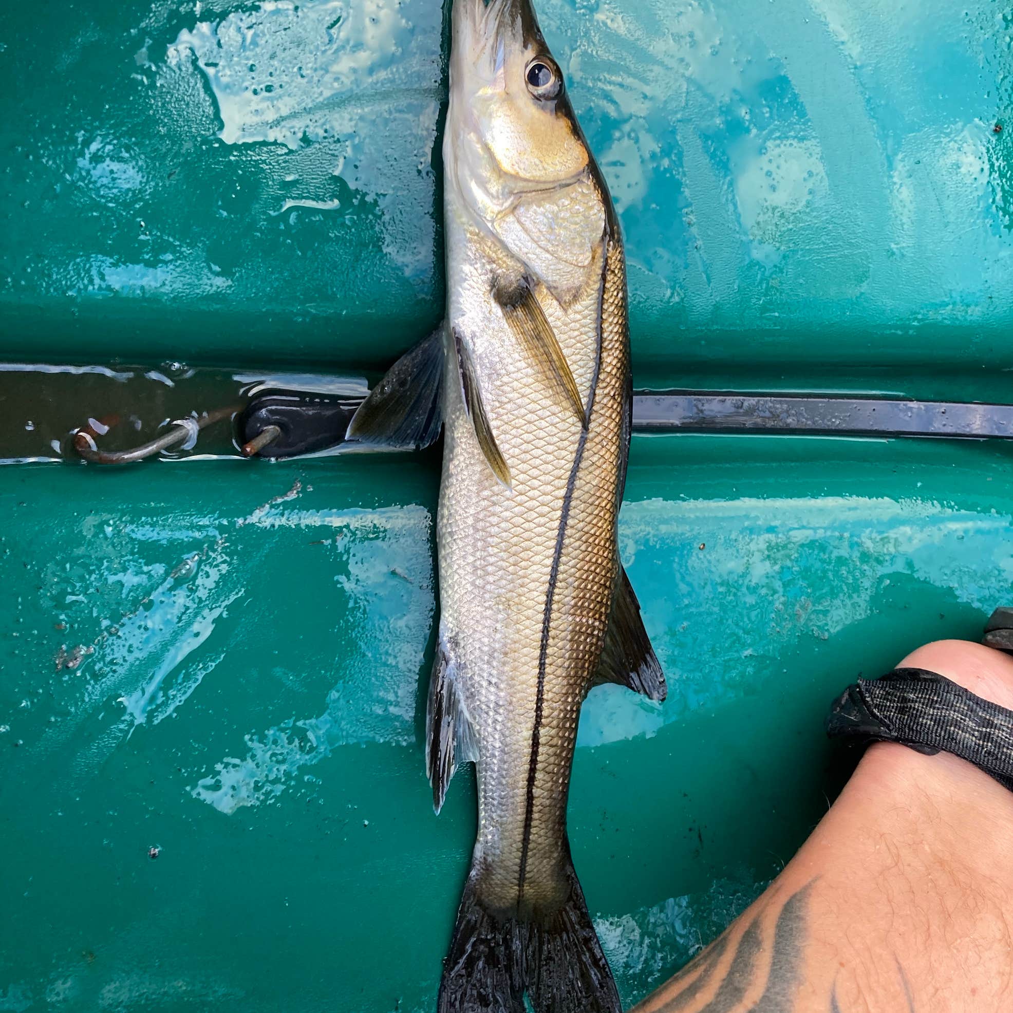 Crooked Creek Chickee Camping The Dyrt