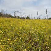 Review photo of Bastrop State Park Campground by Brittany S., October 1, 2018