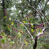 Review photo of Buescher State Park Campground by Brittany S., October 1, 2018