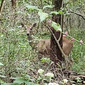 Review photo of Buescher State Park Campground by Brittany S., October 1, 2018