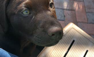 Skylar M.'s photo of camping with pets at Mill Creek Park near Brookeland, TX