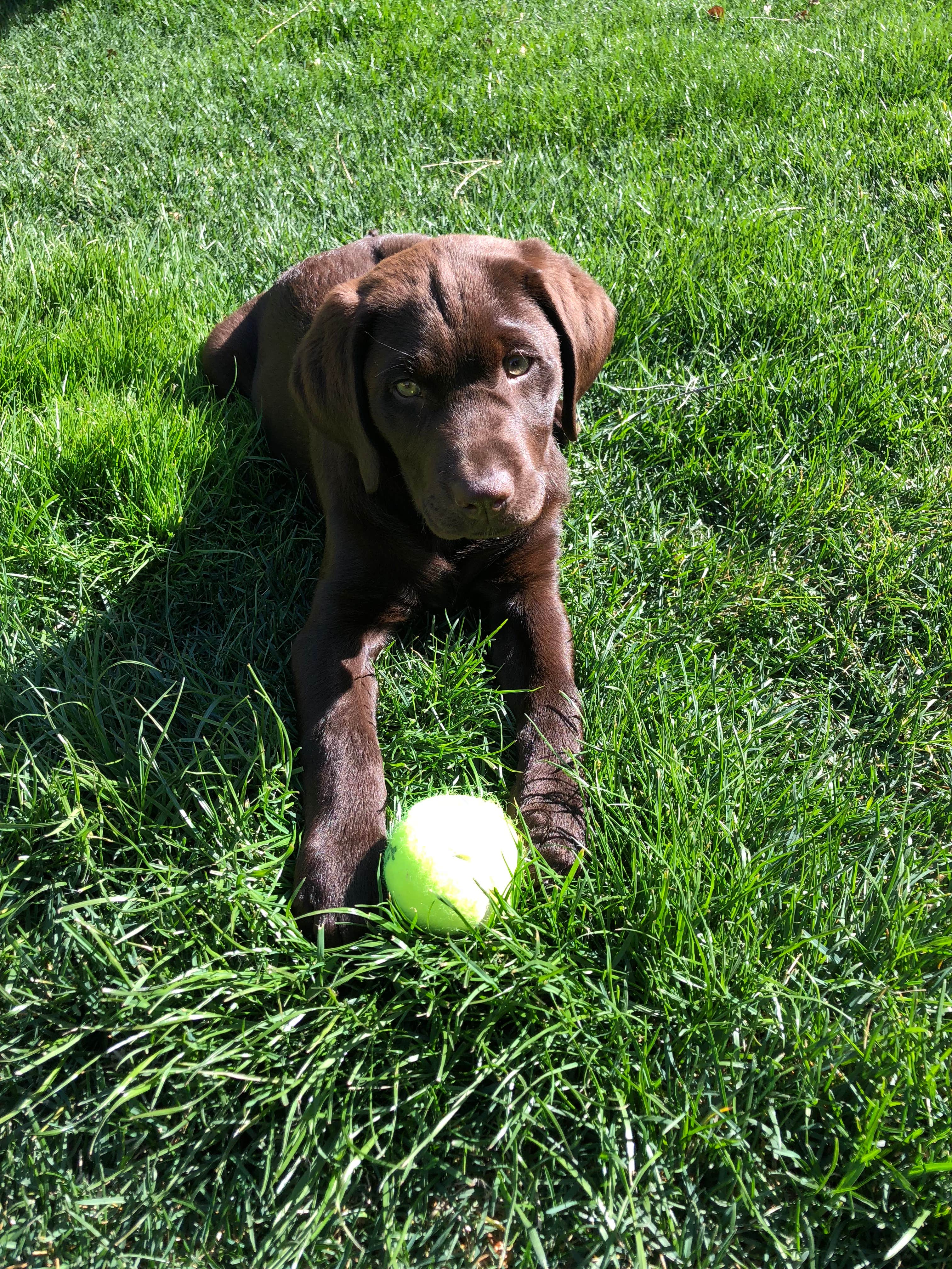 Skylar M.'s photo of camping with pets at Mill Creek Park near Big Thicket National Preserve