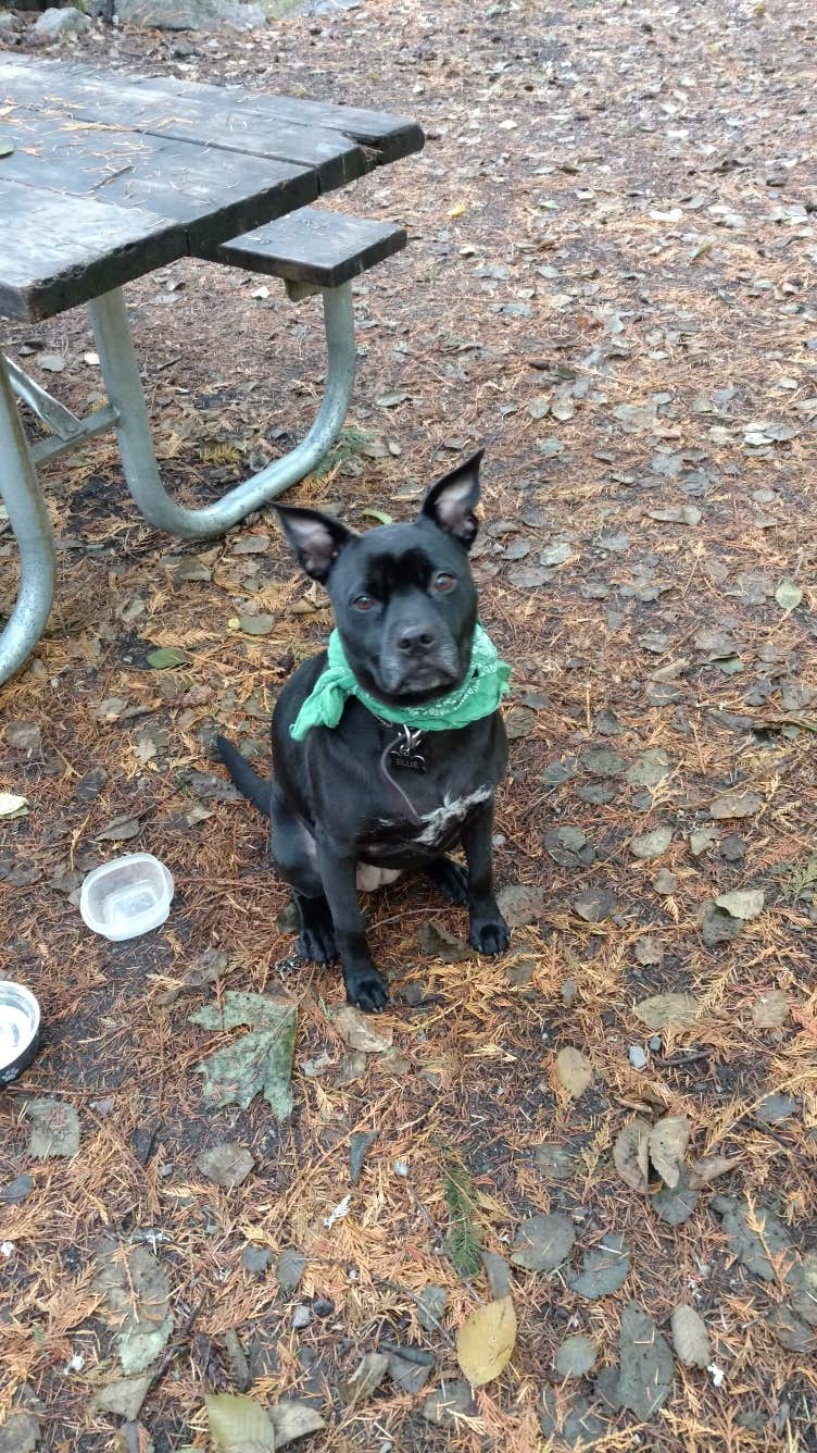 Natalie B.'s photo of camping with pets at Colonial Creek South Campground — Ross Lake National Recreation Area near North Cascades National Park