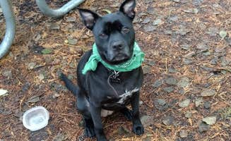 Natalie B.'s photo of camping with pets at Colonial Creek South Campground — Ross Lake National Recreation Area near Lake Chelan National Recreation Area