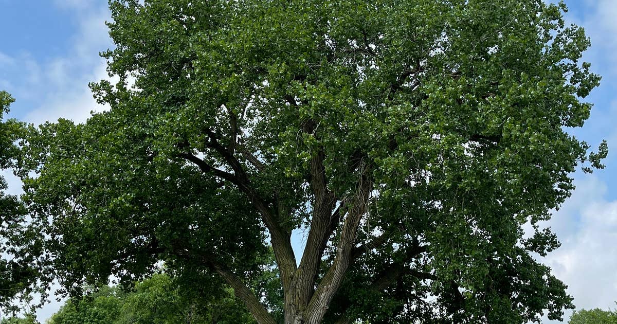 Fred Penn Park