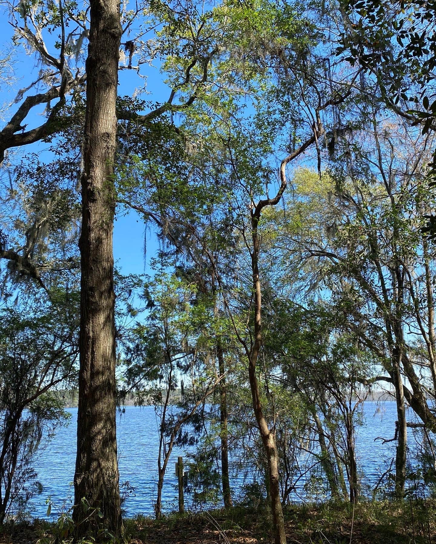 Camper submitted image from Fort Braden Tract - Lake Talquin State Forest - 4