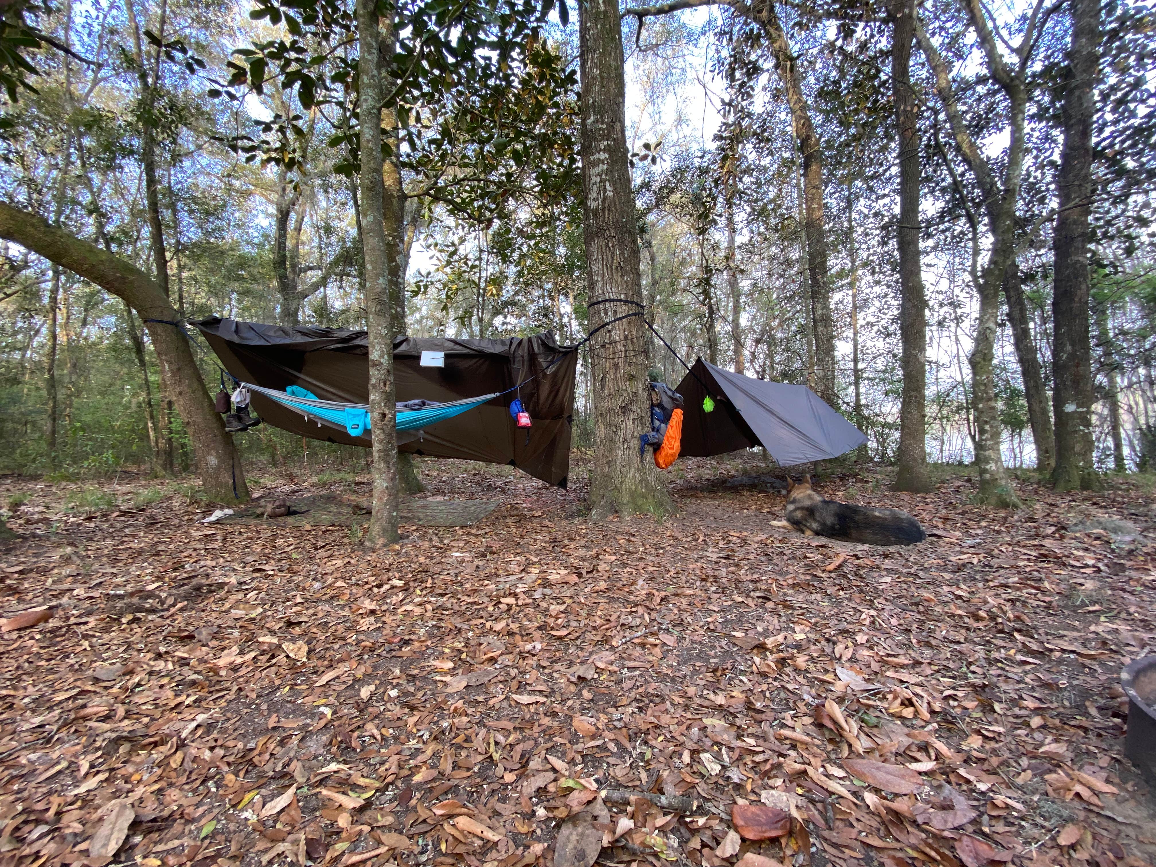 Edward W.'s photo of camping with pets at Fort Braden Tract Primitive Campsites — Lake Talquin State Forest near Apalachicola National Forest