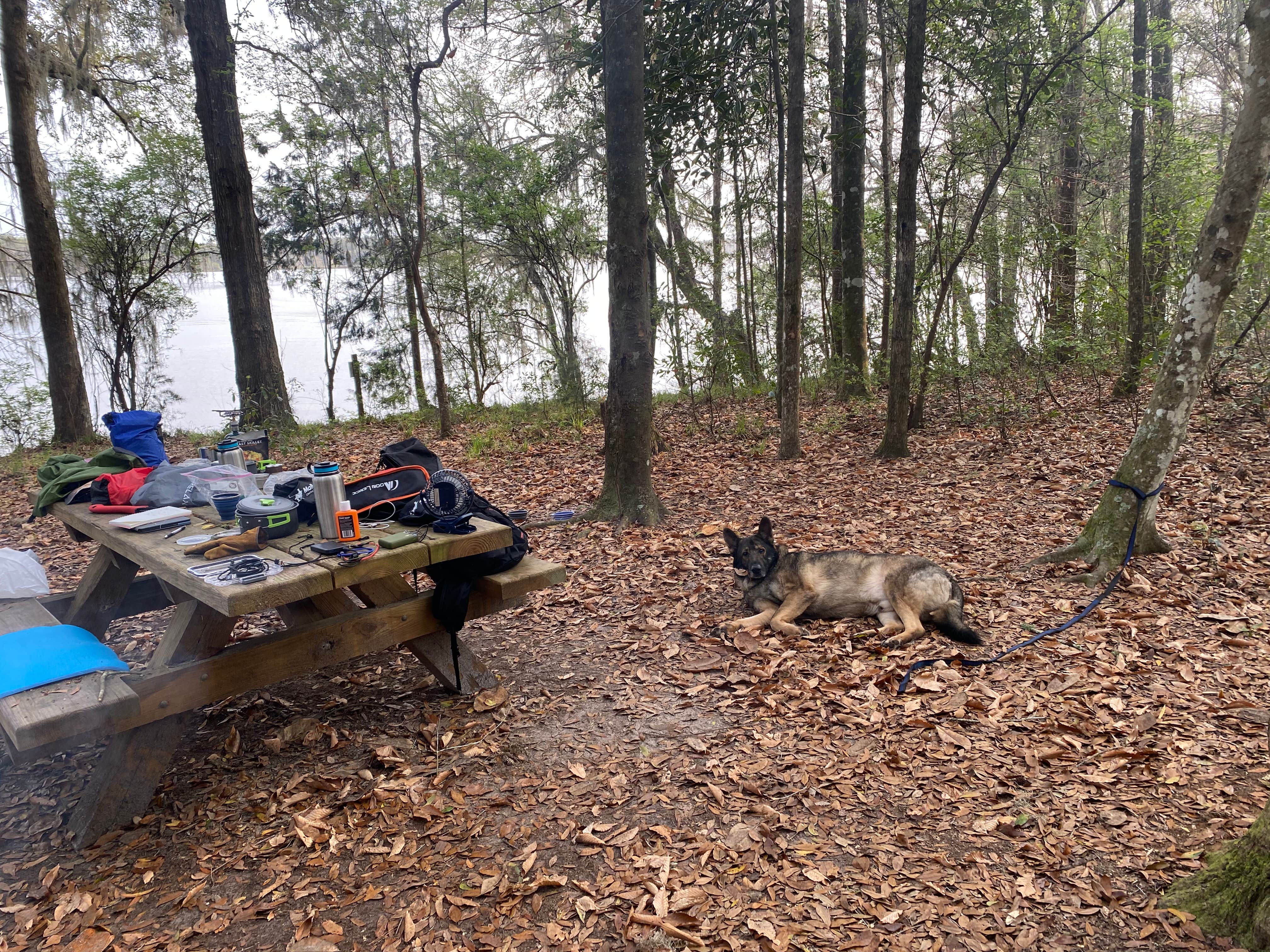 Edward W.'s photo of camping with pets at Fort Braden Tract Primitive Campsites — Lake Talquin State Forest near Brinson, GA