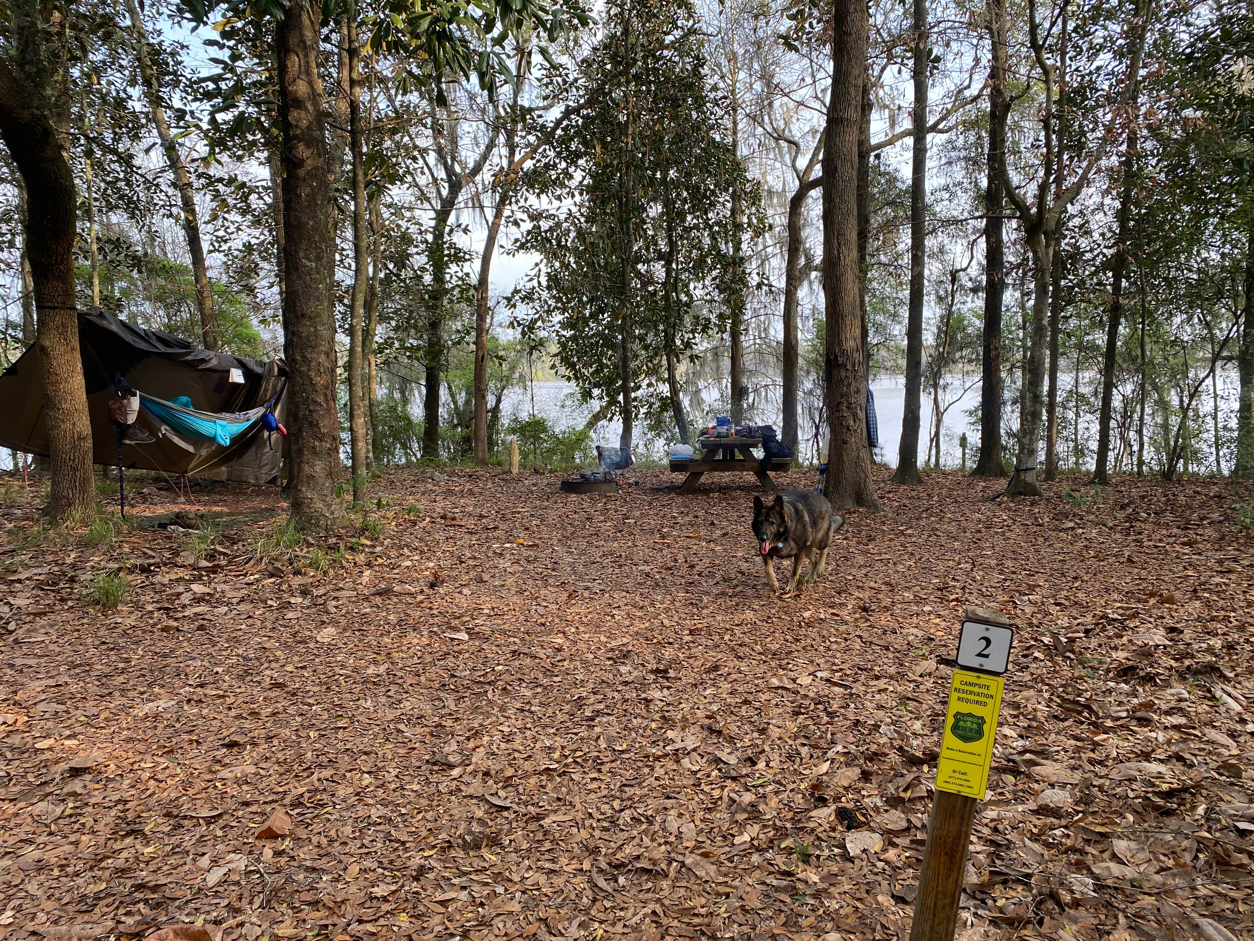 Edward W.'s photo of tent camping at Fort Braden Tract Primitive Campsites — Lake Talquin State Forest near Panacea, FL
