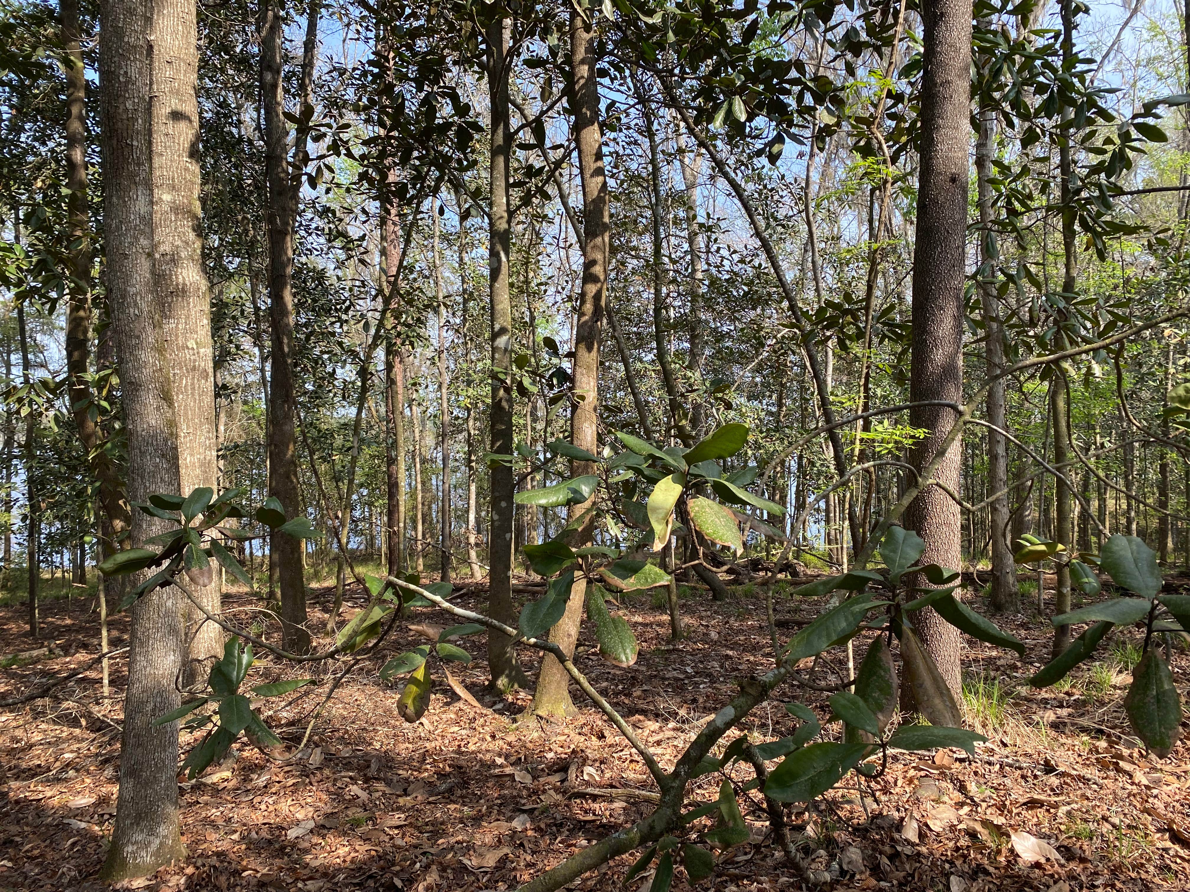 Camper-submitted photo at Fort Braden Tract Primitive Campsites — Lake Talquin State Forest near Thomasville, GA