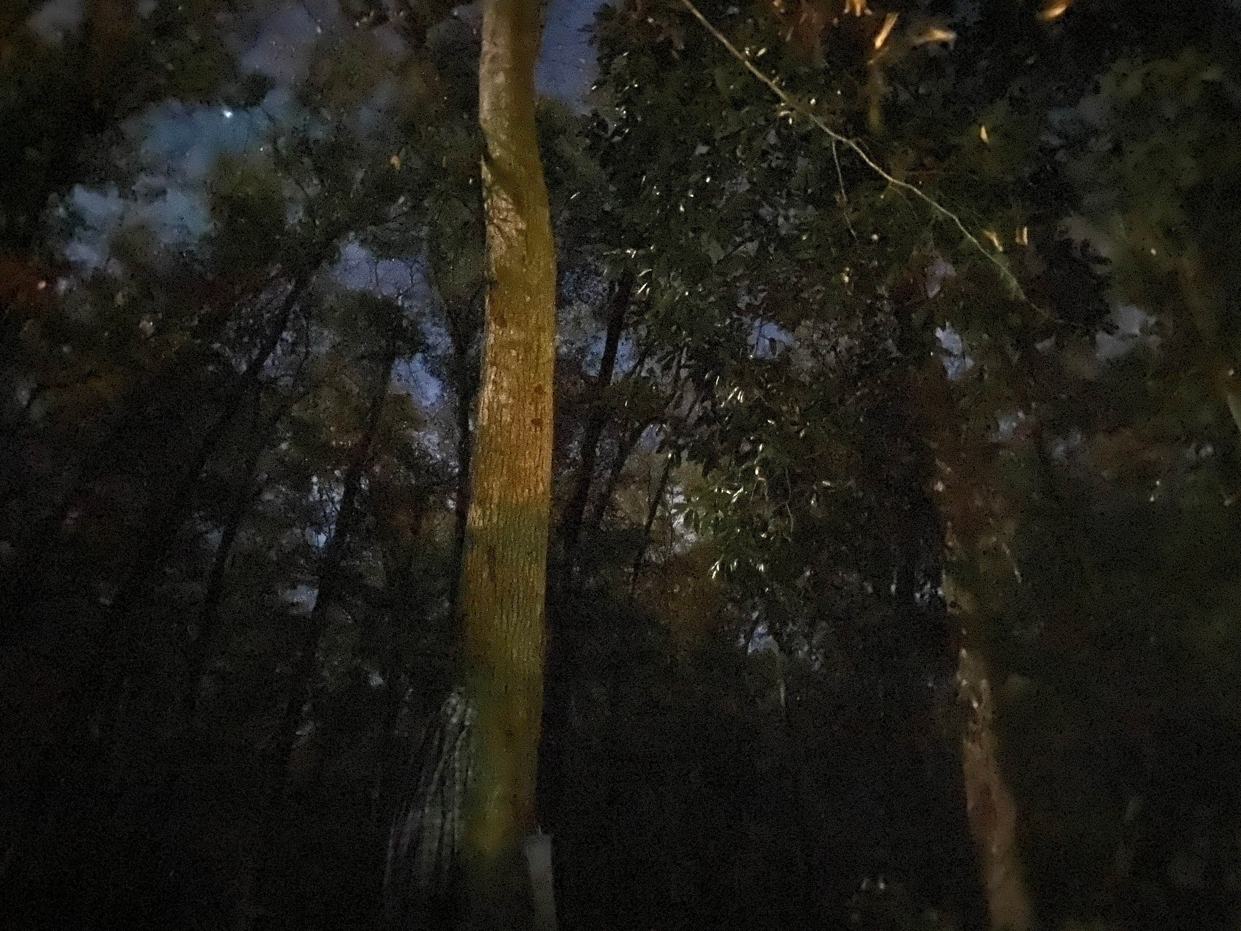 Camper-submitted photo at Fort Braden Tract Primitive Campsites — Lake Talquin State Forest near Tallahassee, FL