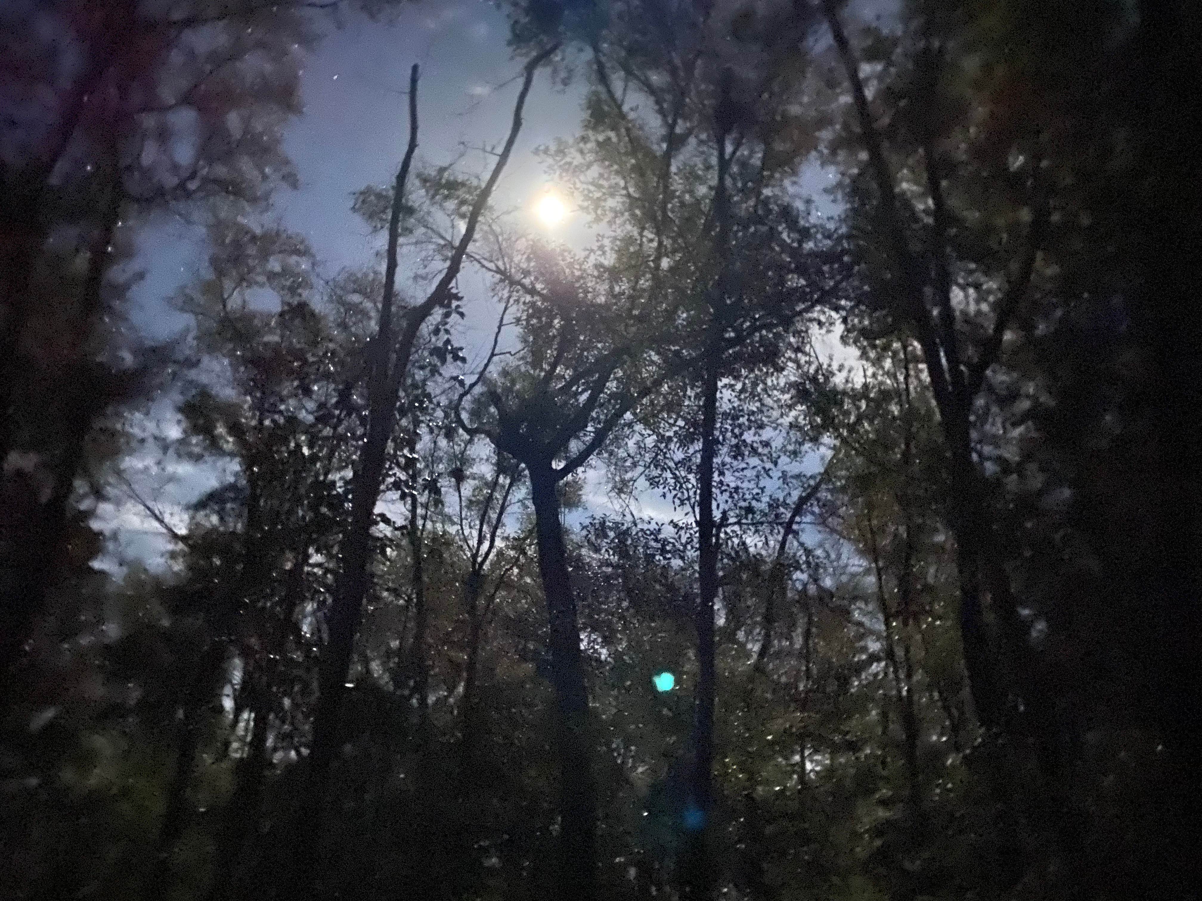 Camper-submitted photo at Fort Braden Tract Primitive Campsites — Lake Talquin State Forest near Thomasville, GA