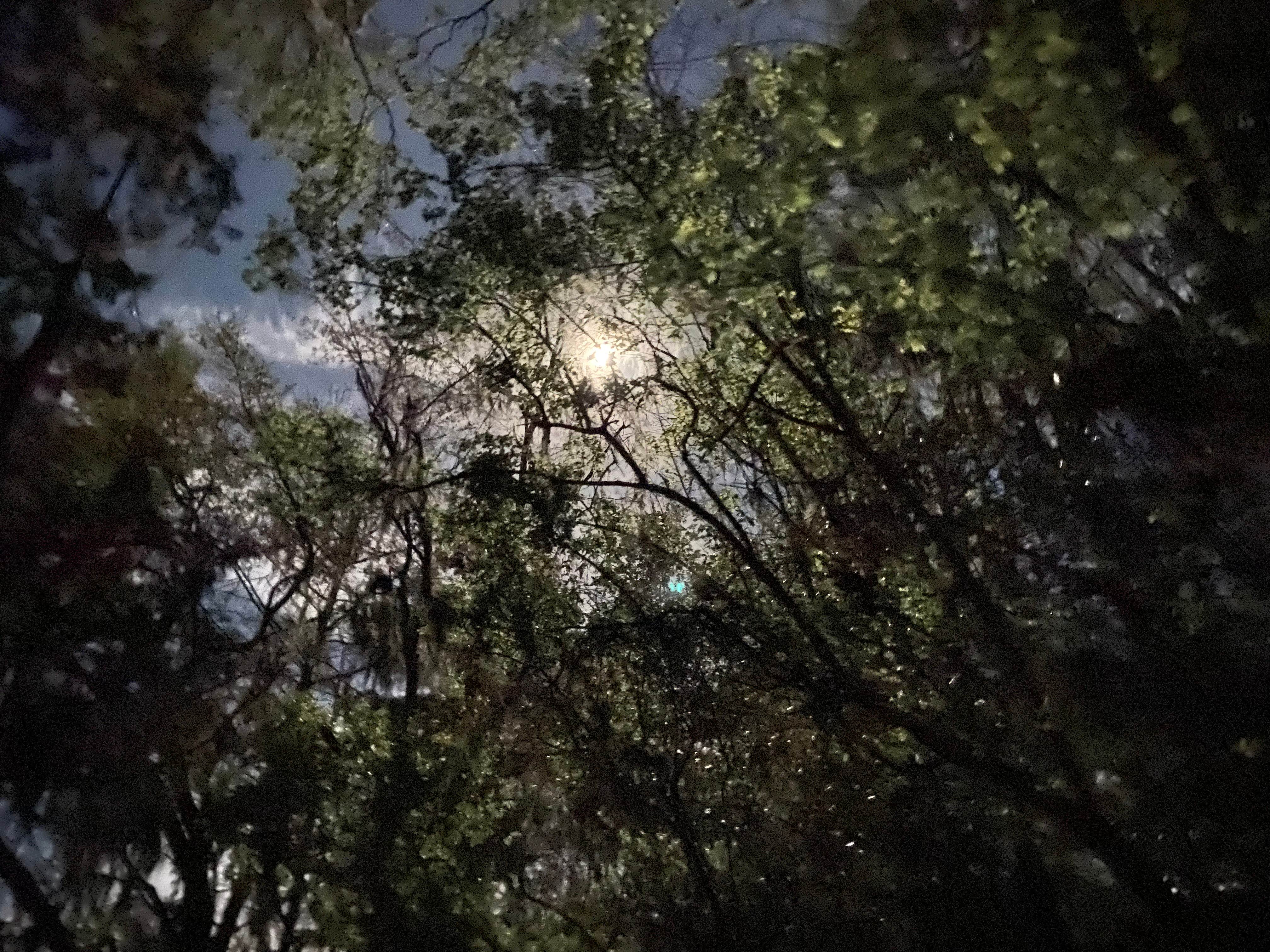 Camping near High Bluff Campground — Joe Budd WMA and Lake Talquin State Forest: Fort Braden Tract Primitive Campsites — Lake Talquin State Forest, Midway, Florida