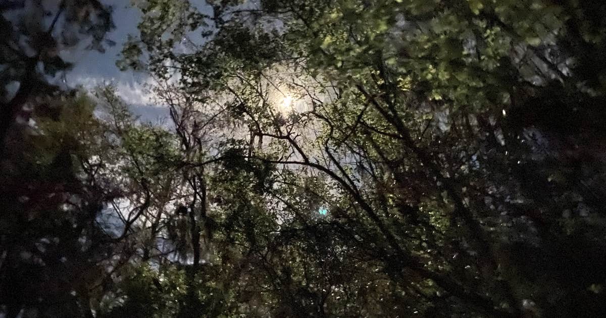 Fort Braden Tract - Lake Talquin State Forest