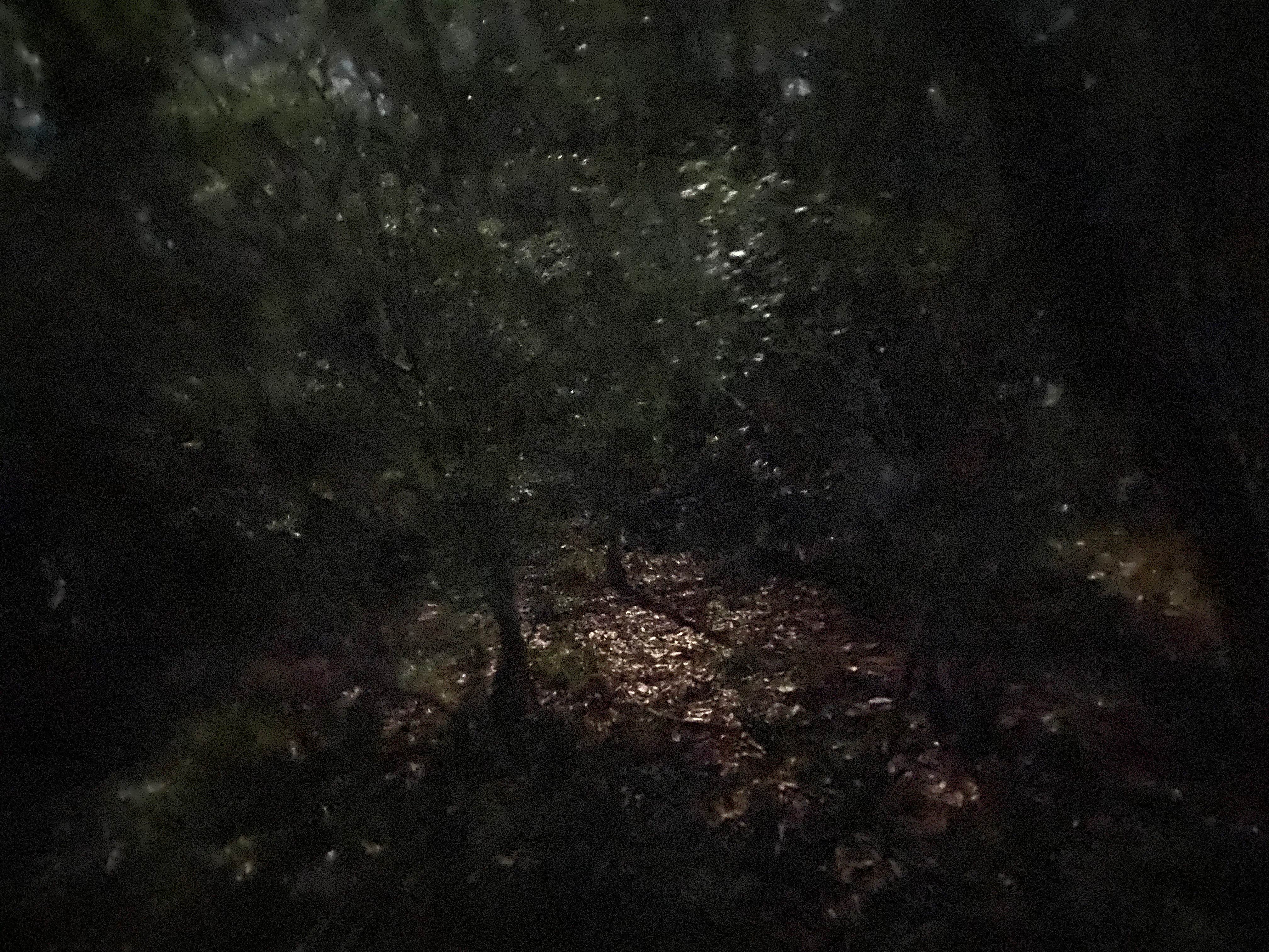 Camper-submitted photo at Fort Braden Tract Primitive Campsites — Lake Talquin State Forest near Thomasville, GA