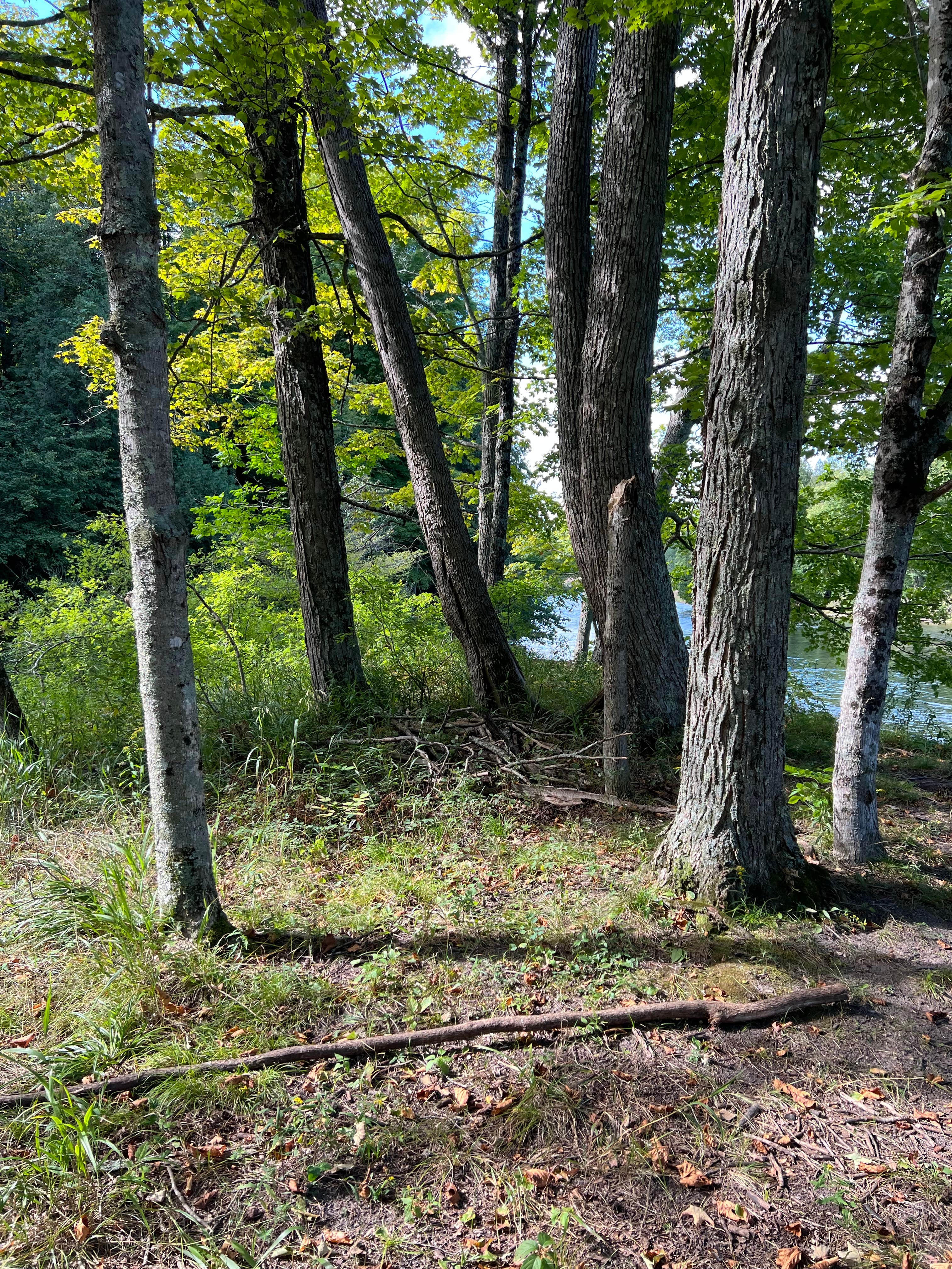 Camper-submitted photo at Upper Manistee River near Rapid River, MI