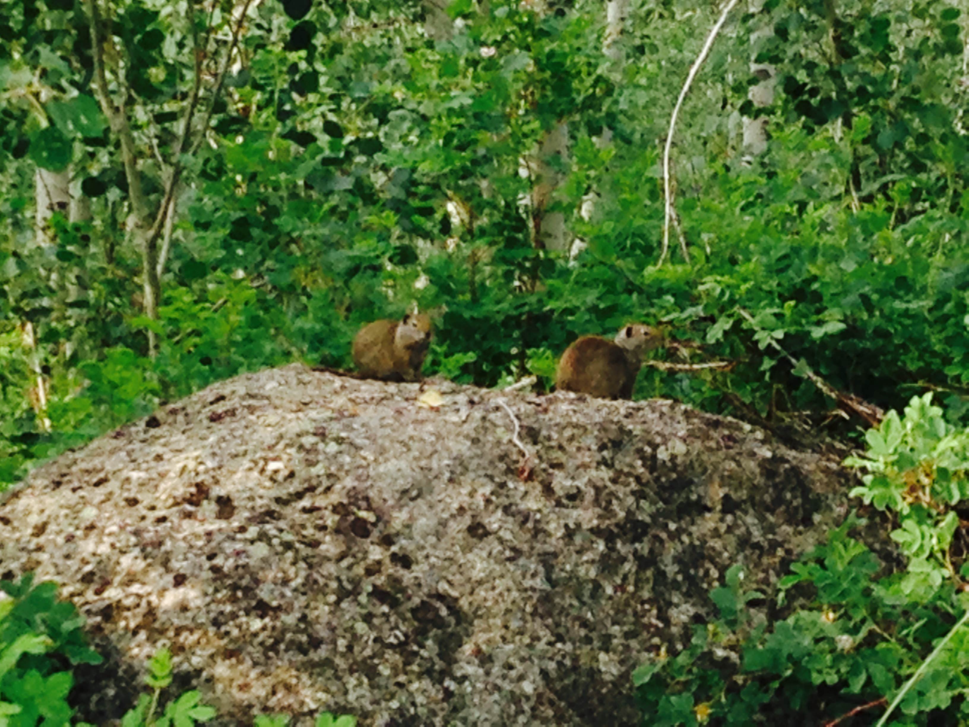 Camping near Whiskey Grove: Palmer Canyon Disperesed, Cora, Wyoming