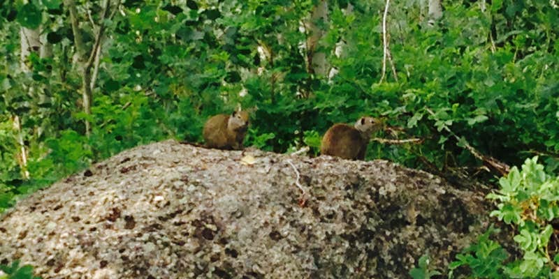 Camper submitted image from Palmer Canyon Disperesed