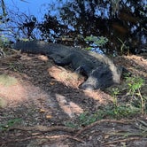 Review photo of Palmetto Ridge Campground — Myakka River State Park by Lorilee S., March 26, 2023