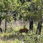 Review photo of Palmetto Ridge Campground — Myakka River State Park by Lorilee S., March 26, 2023