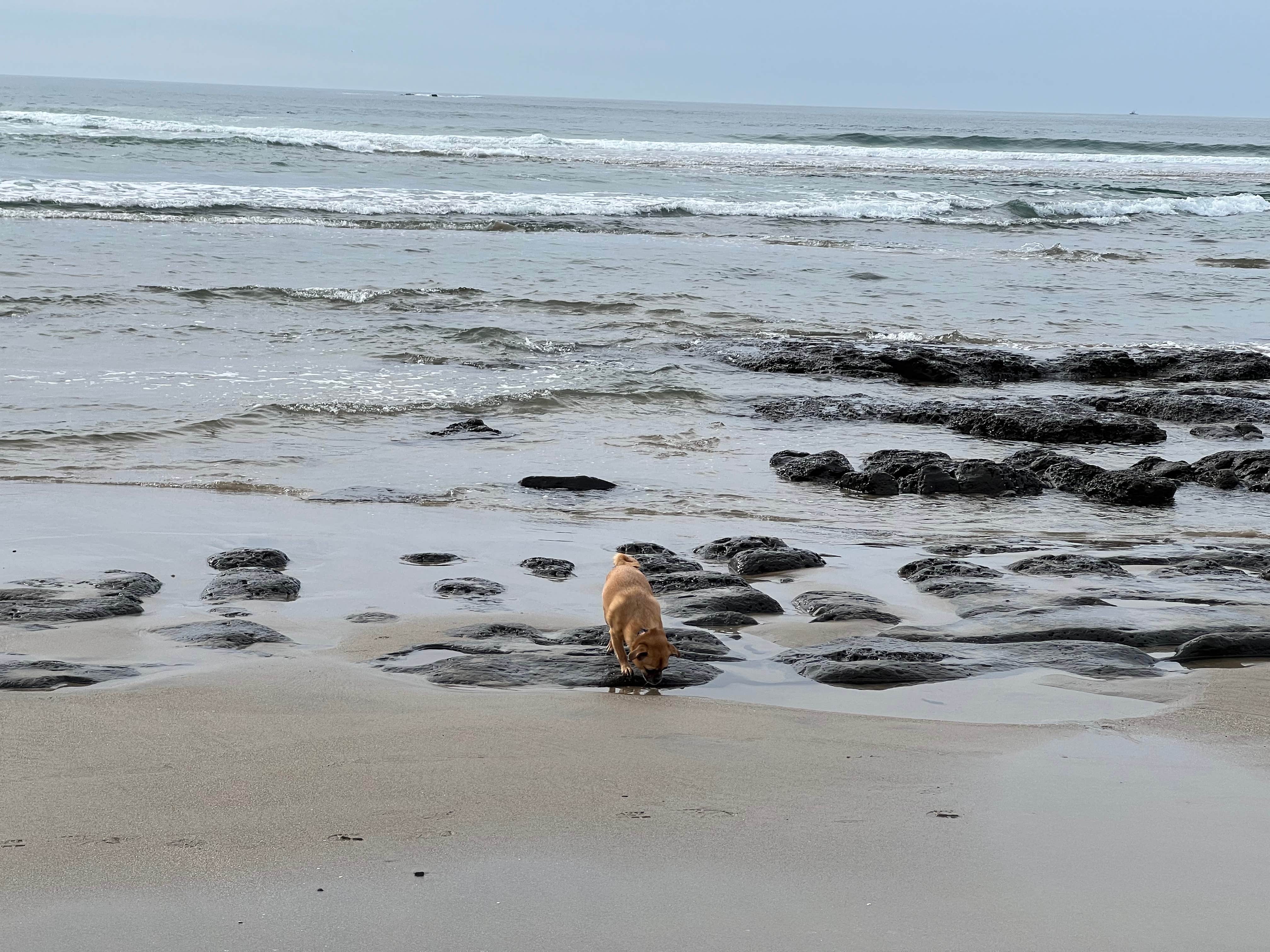 Amanda M.'s photo of camping with pets at Beverly Beach State Park Campground near Lincoln City, OR