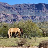 Review photo of Peralta Road Dispersed Camping by Will and Lucinda B., March 27, 2023