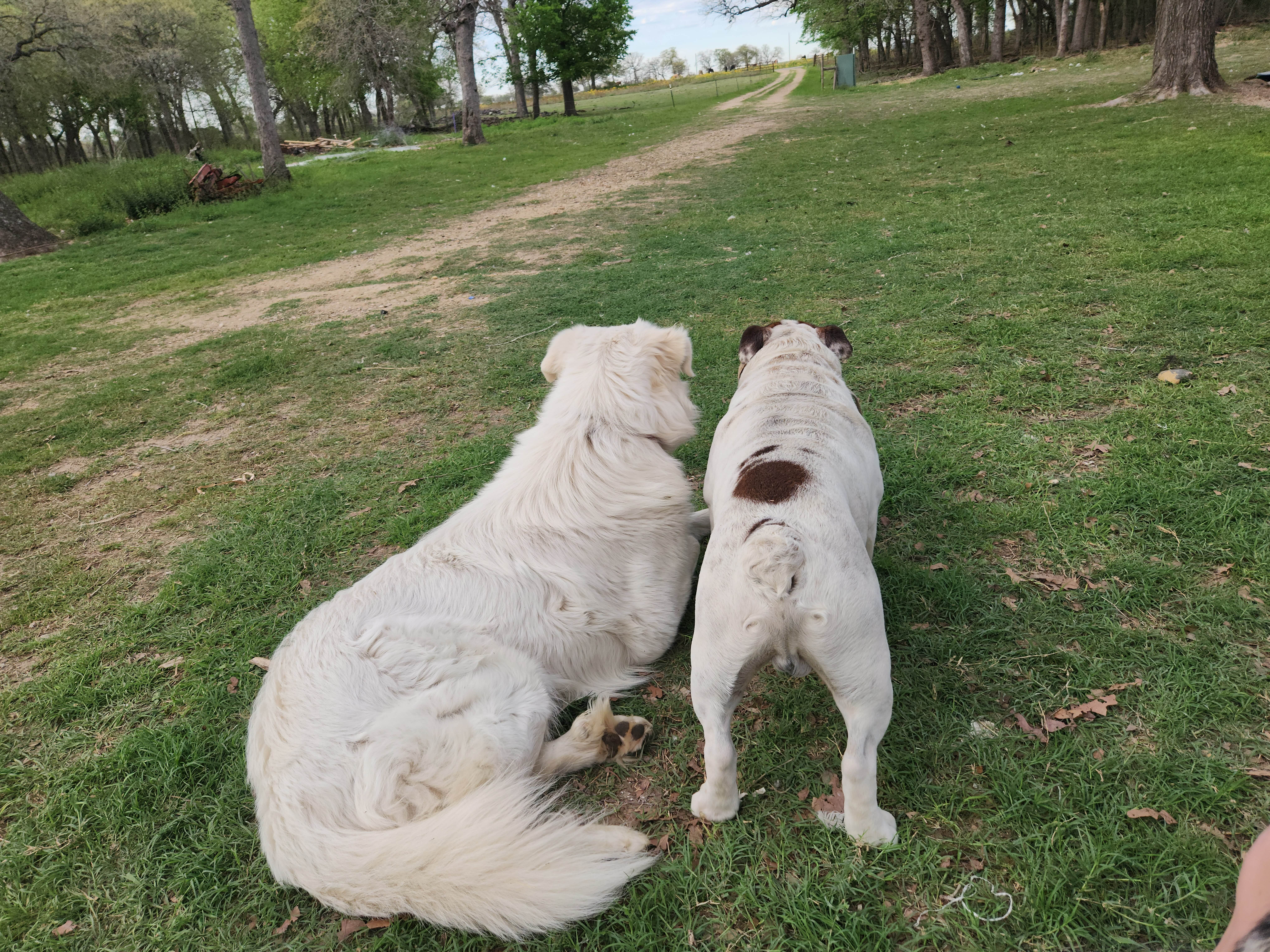 Alexis G.'s photo of camping with pets at Sandy Grove Ranch near Stockdale, TX