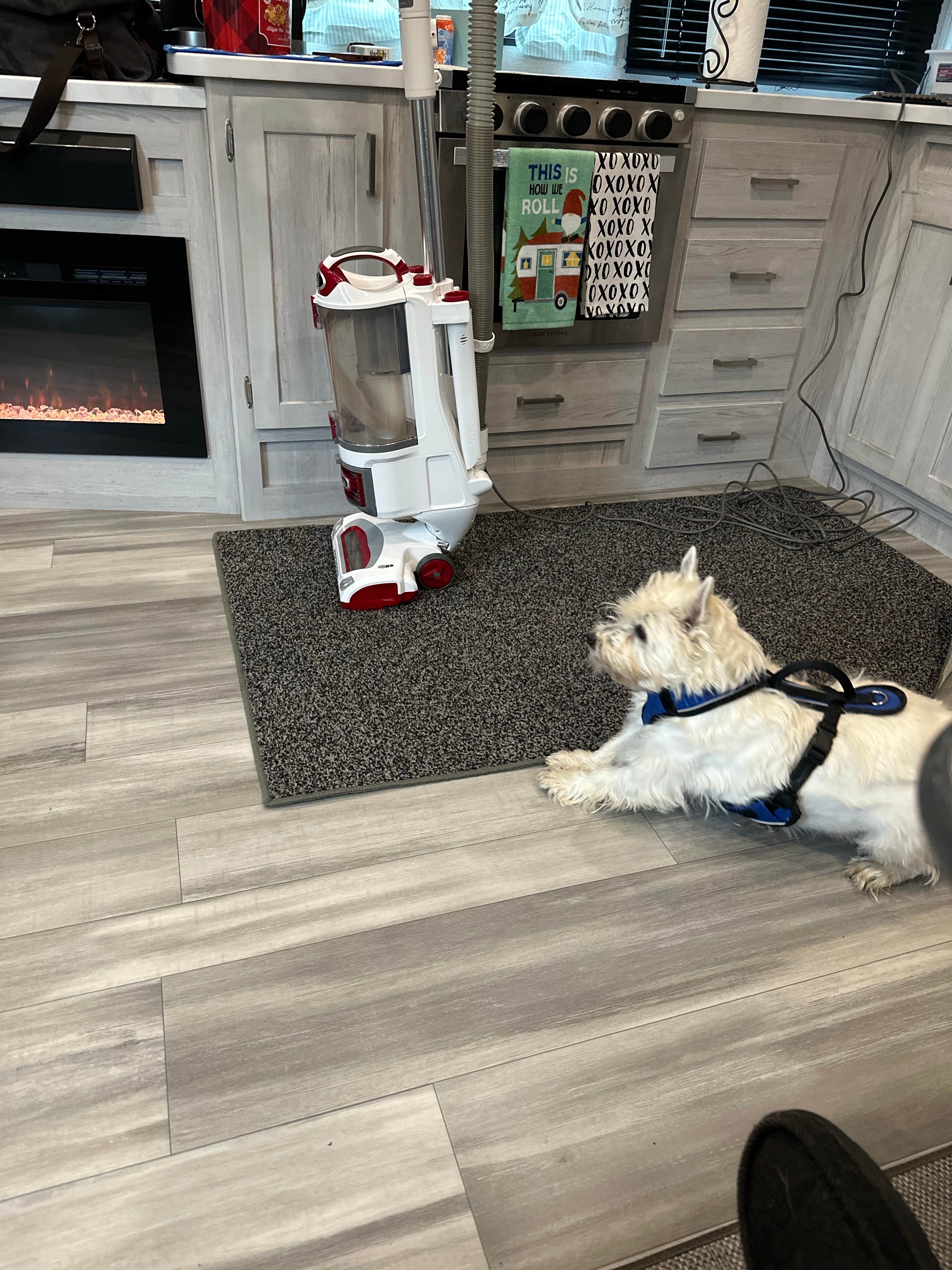 jeffrey D.'s photo of camping with pets at East Fork State Park Campground near Concord, OH