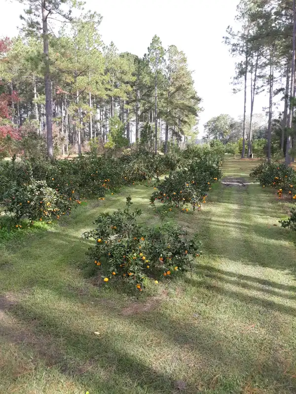 Camper-submitted photo at The Fruit Factory near Moultrie, GA