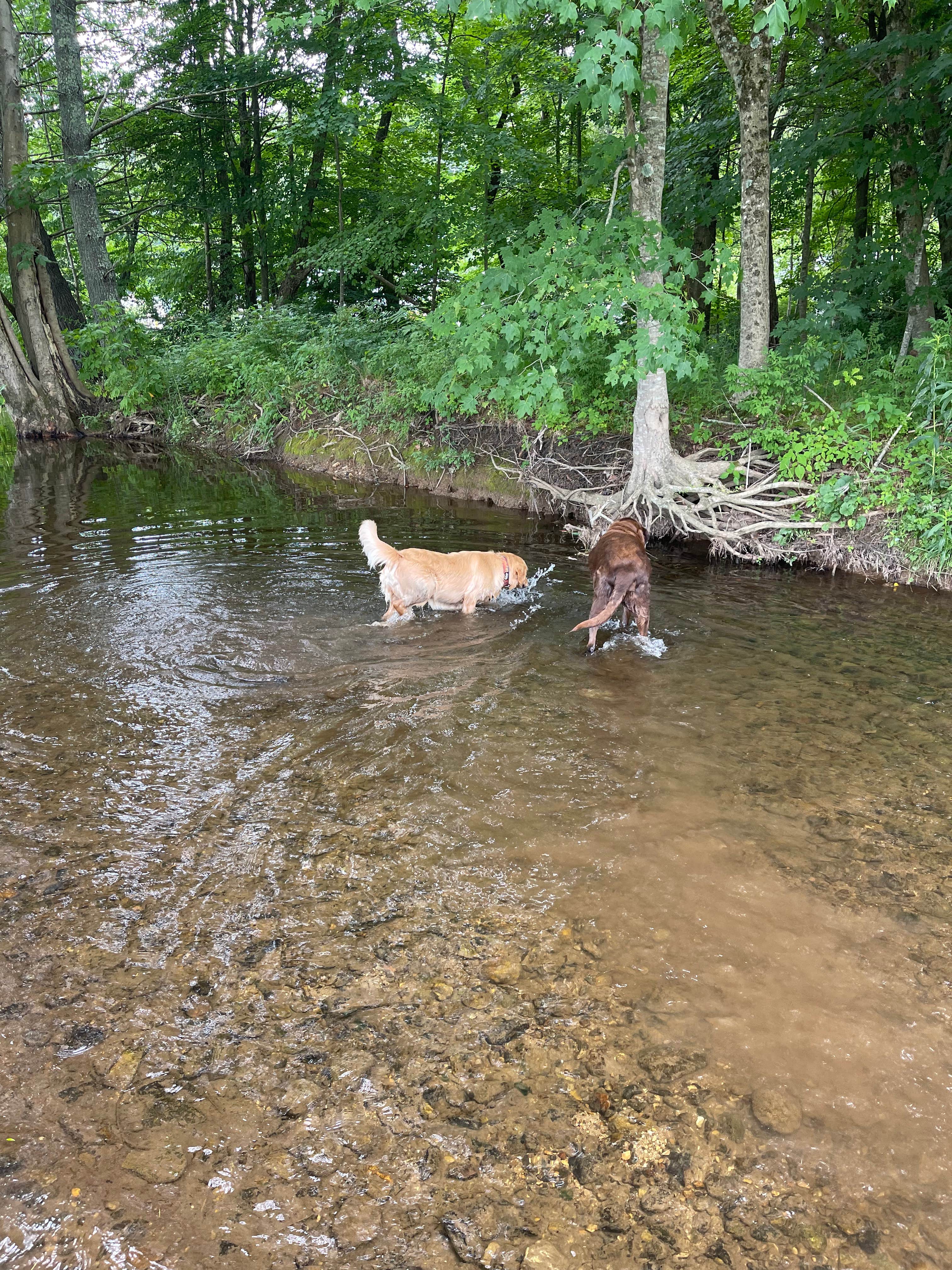 Joe S.'s photo of camping with pets at Big Mike's Creekside RV Resort near Beech Mountain, NC