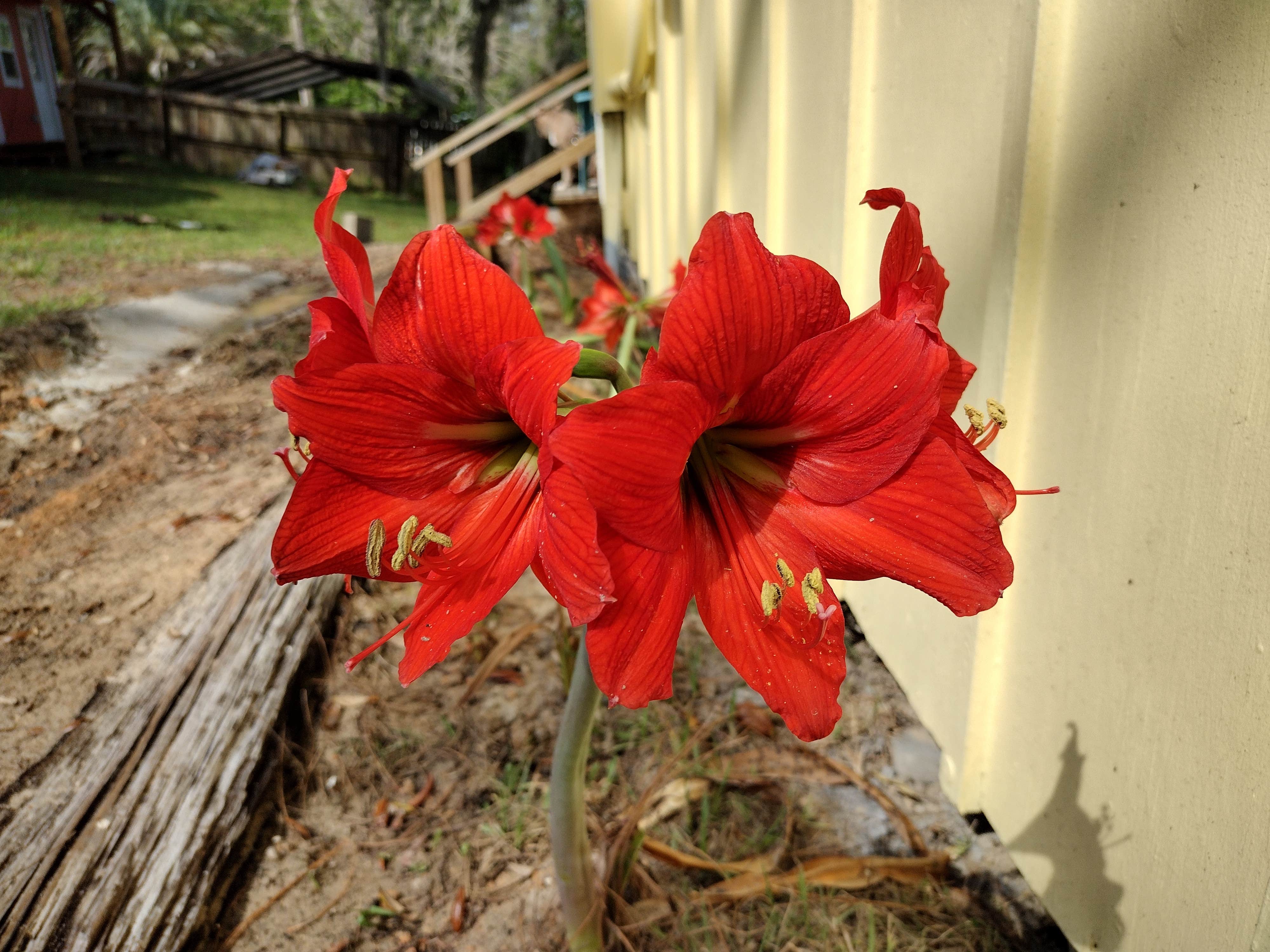 Camper-submitted photo at Free.To.Be- Van Site near Waldo, FL