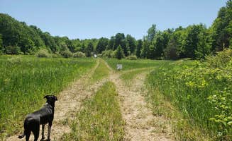 Donna L.'s photo of camping with pets at Almira’s Homestead Campground near Huron-Manistee National Forests