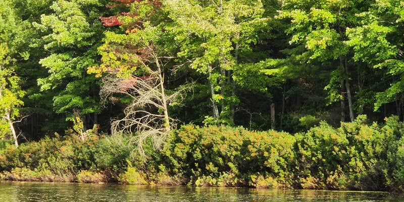 Camper submitted image from Hankerd's Horseshoe Lake Campground