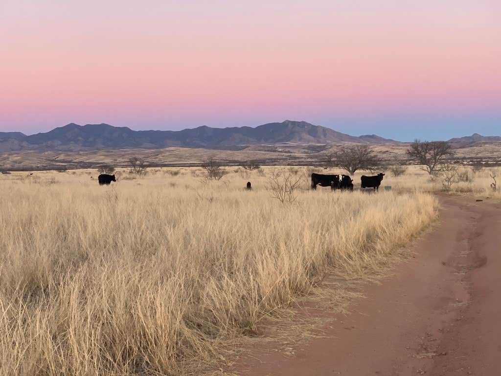 Kelly B.'s photo of a dispersed camping area at Empire Ranch Area Dispersed Camping near Tucson, AZ