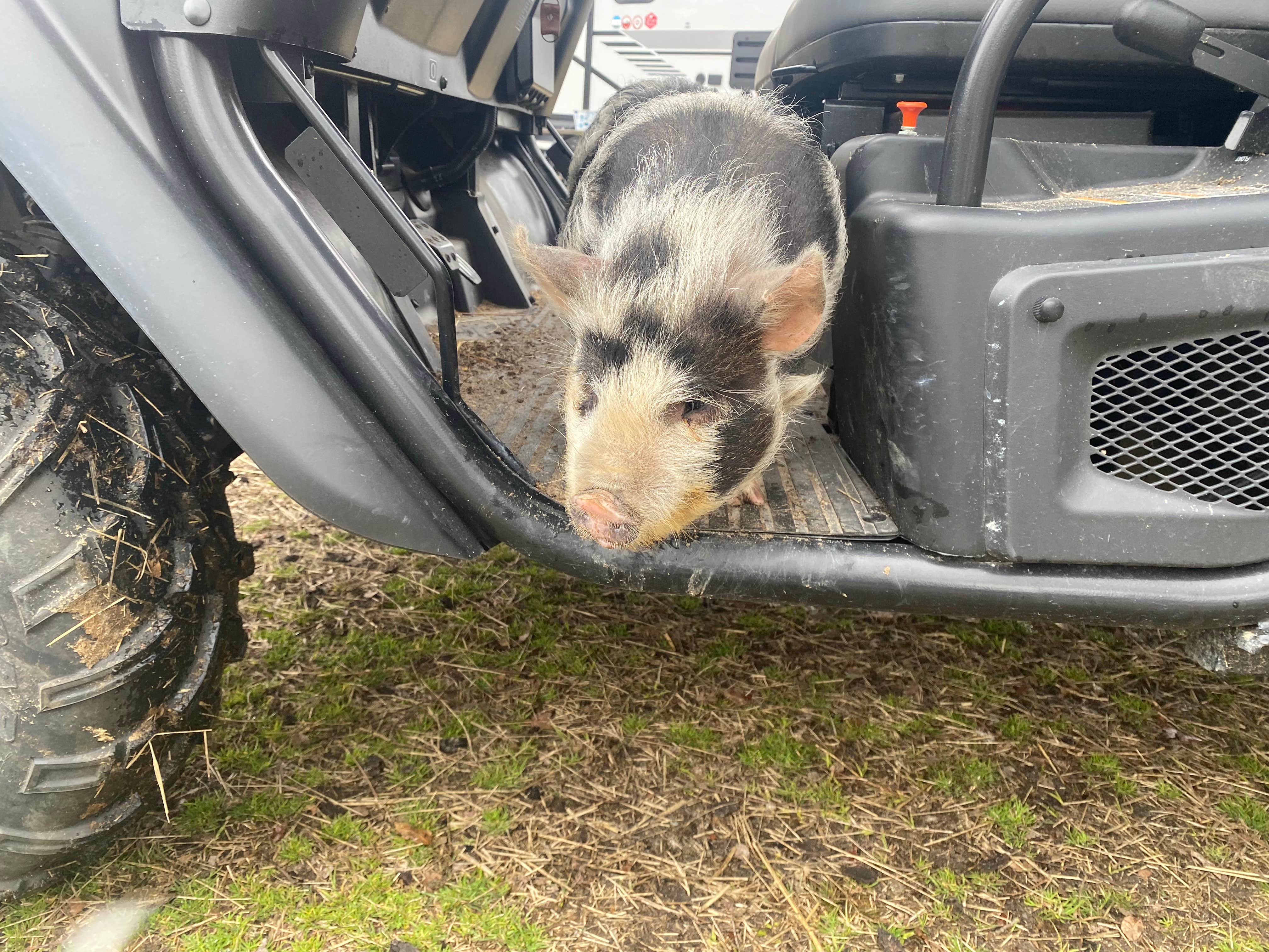 Camper-submitted photo at Silk Purse Farm near Pinebluff, NC
